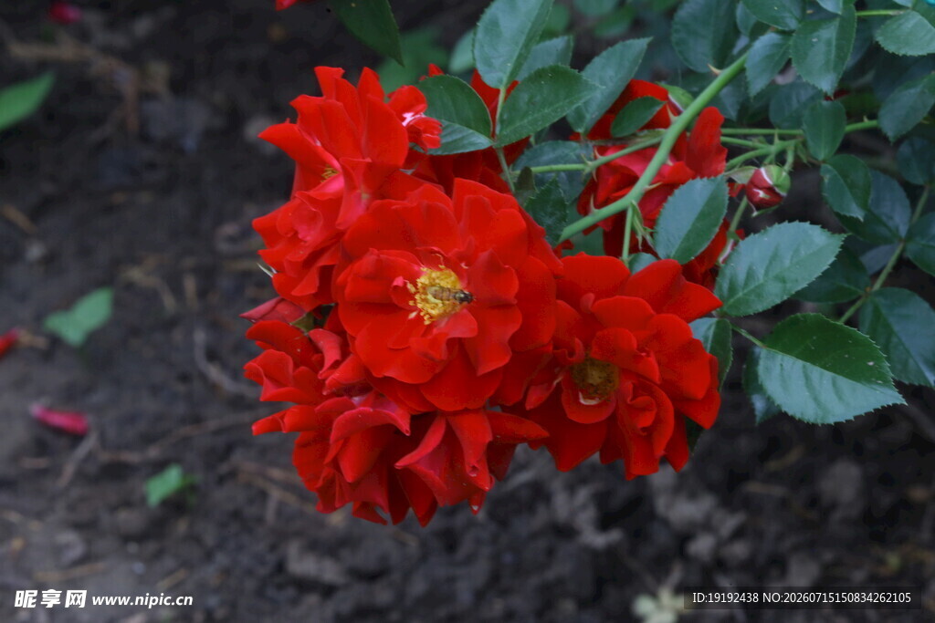 月季花  