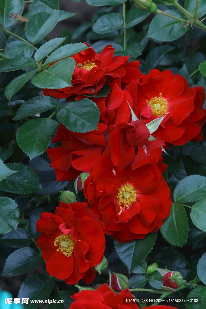 月季花  