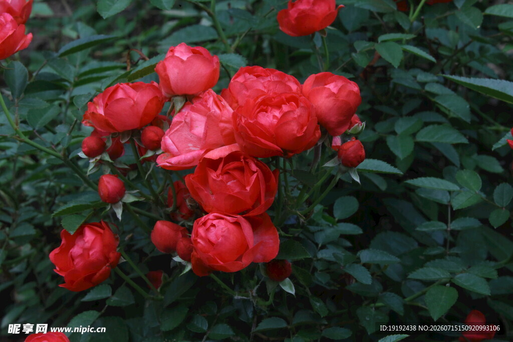 月季花  