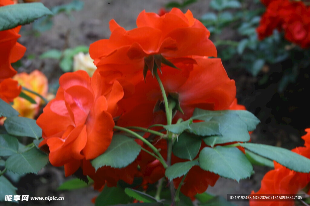 月季花  