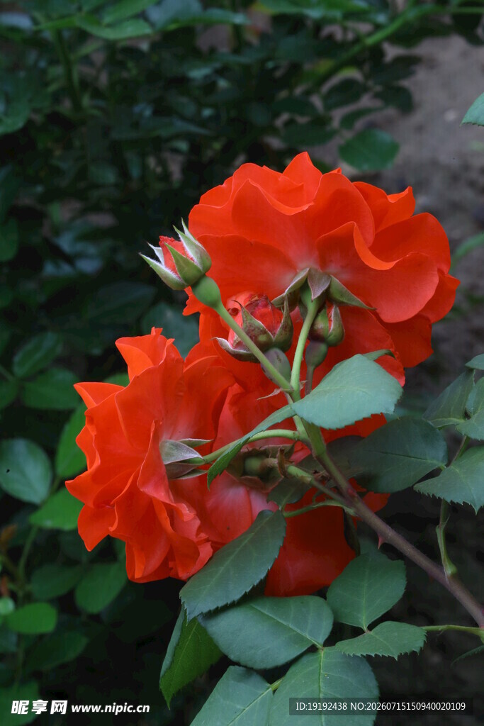 月季花  