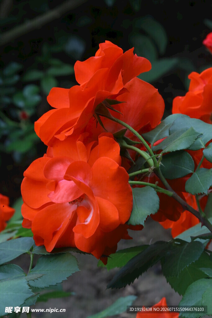 月季花 
