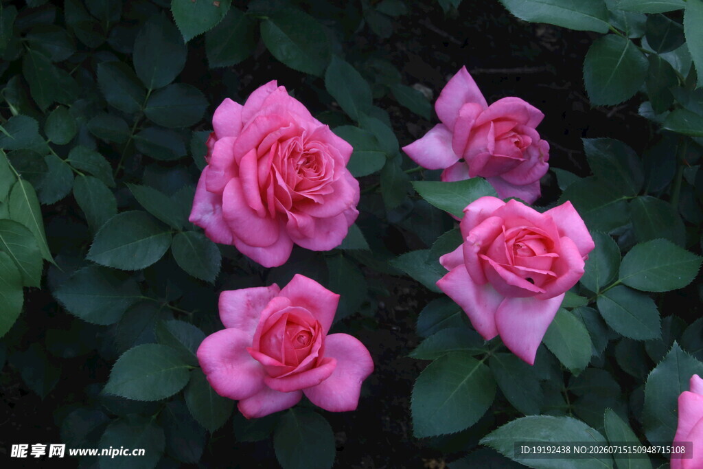 月季花  