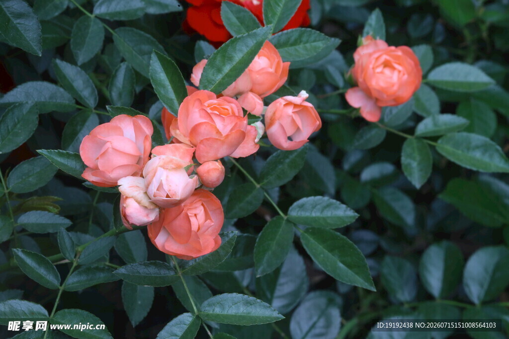 月季花  