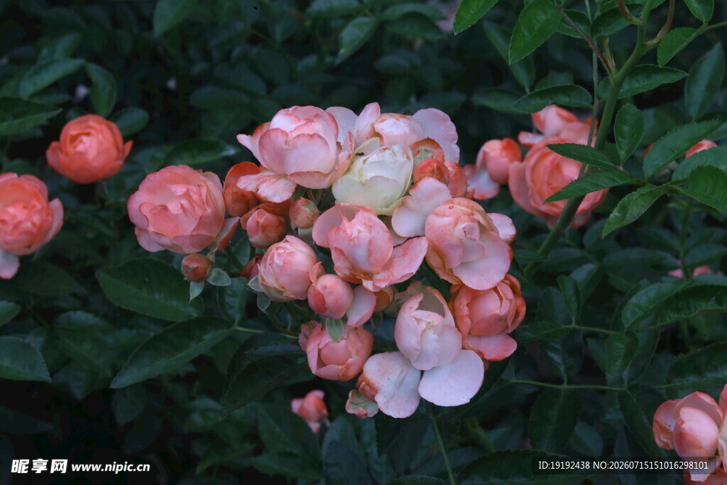 月季花  