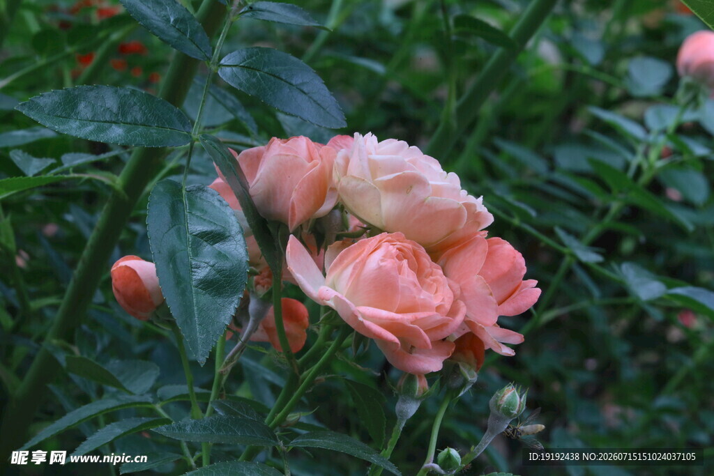 月季花 