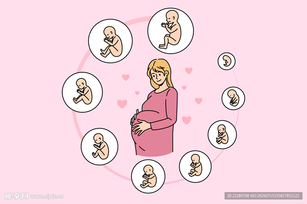 孕妇的孕期发育历程图示
