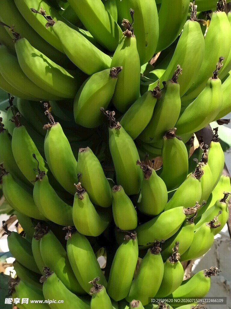 一串鲜绿的未成熟香蕉