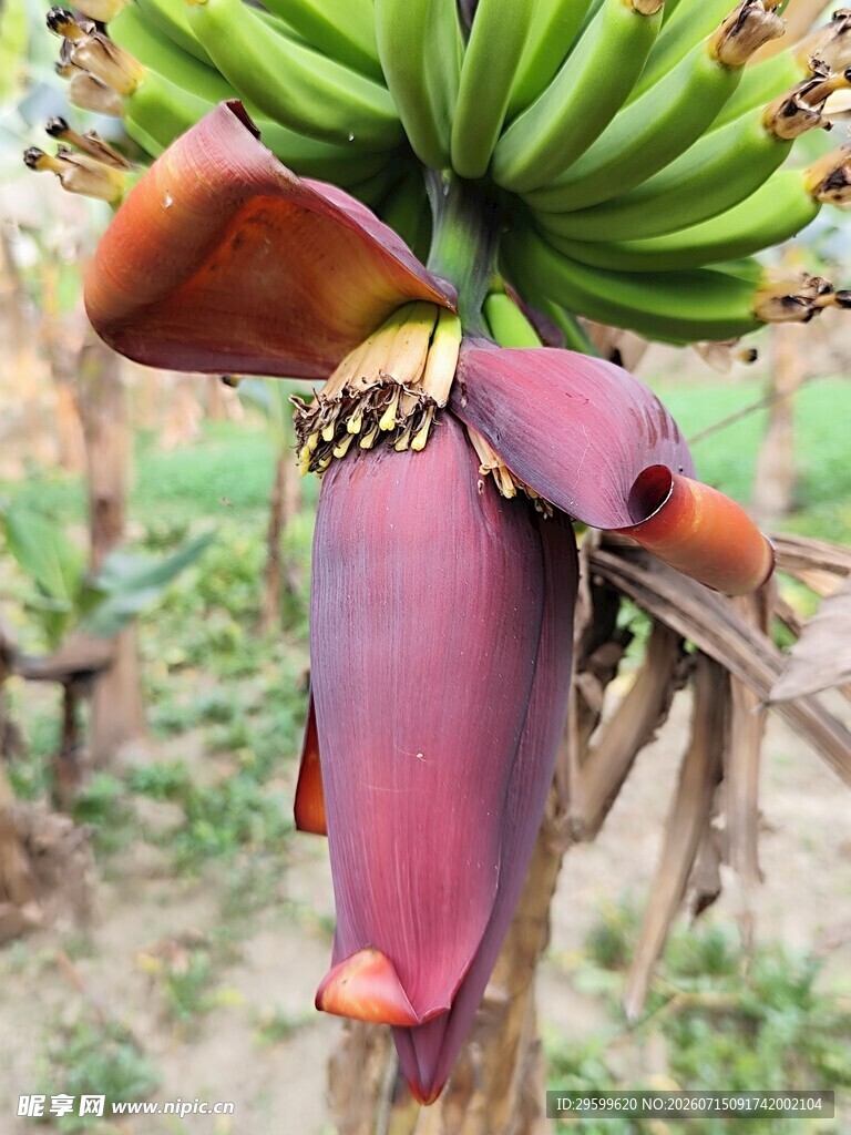 香蕉树雌花与未成熟香蕉