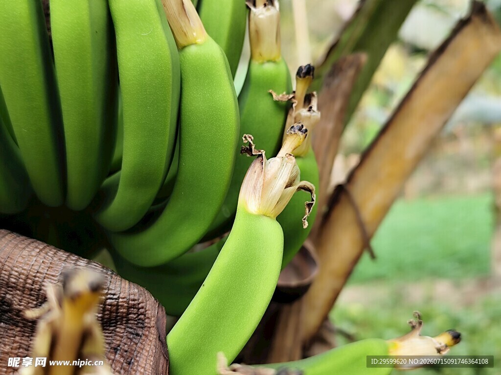 香蕉树上的青香蕉