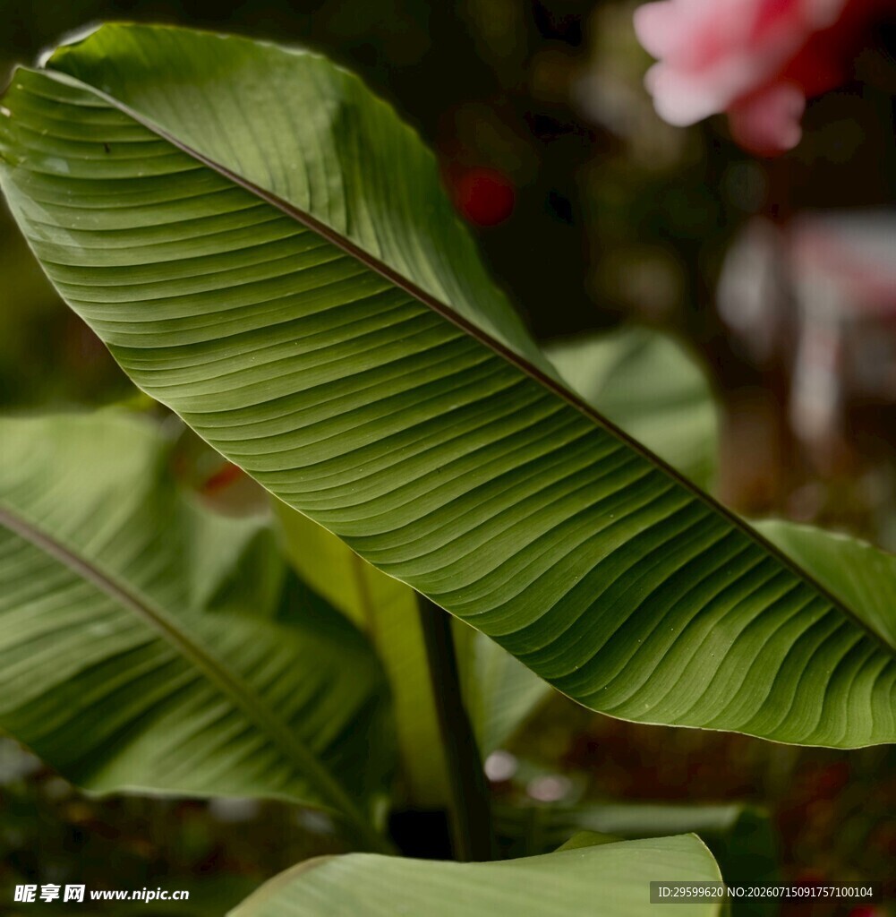 翠绿芭蕉叶特写