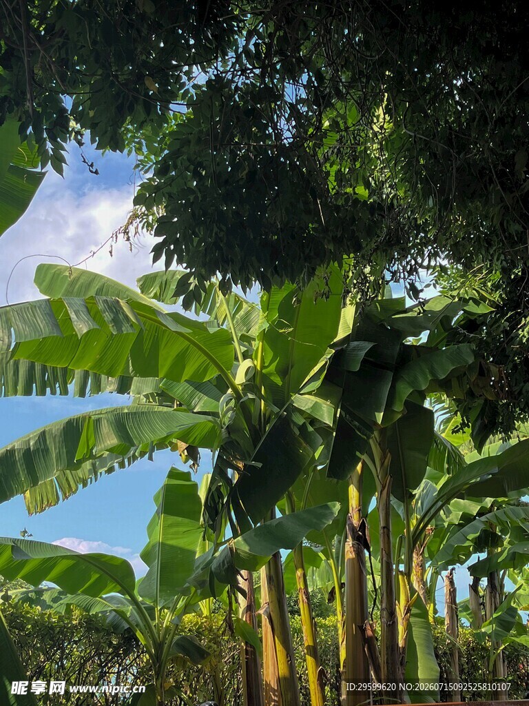 香蕉树