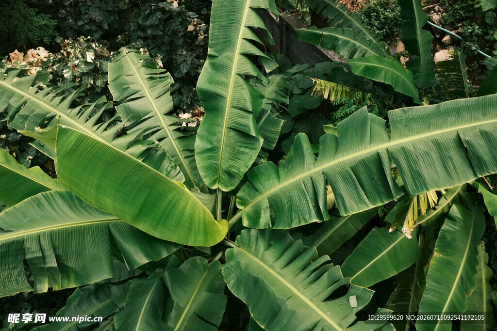 茂盛的热带绿植叶片