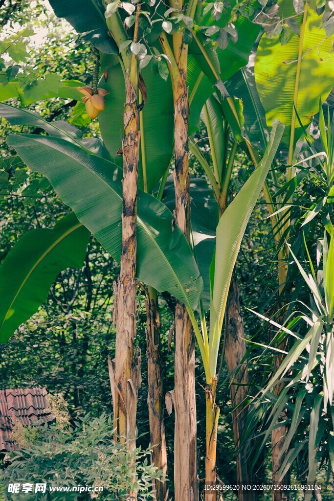 香蕉树