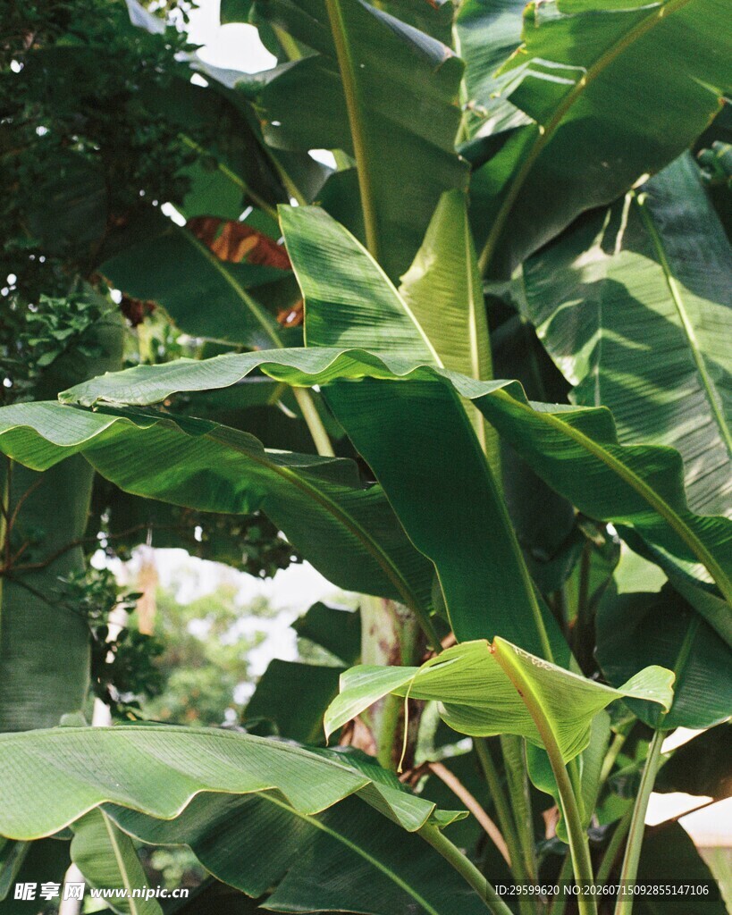 繁茂香蕉树