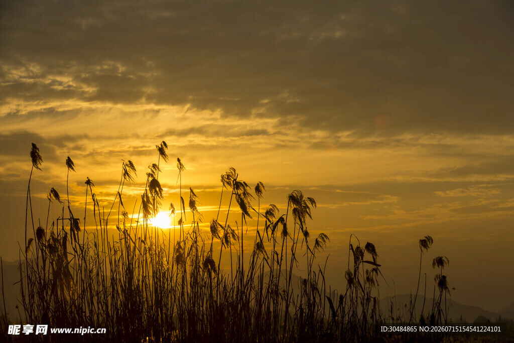 夕阳下的芦苇美景