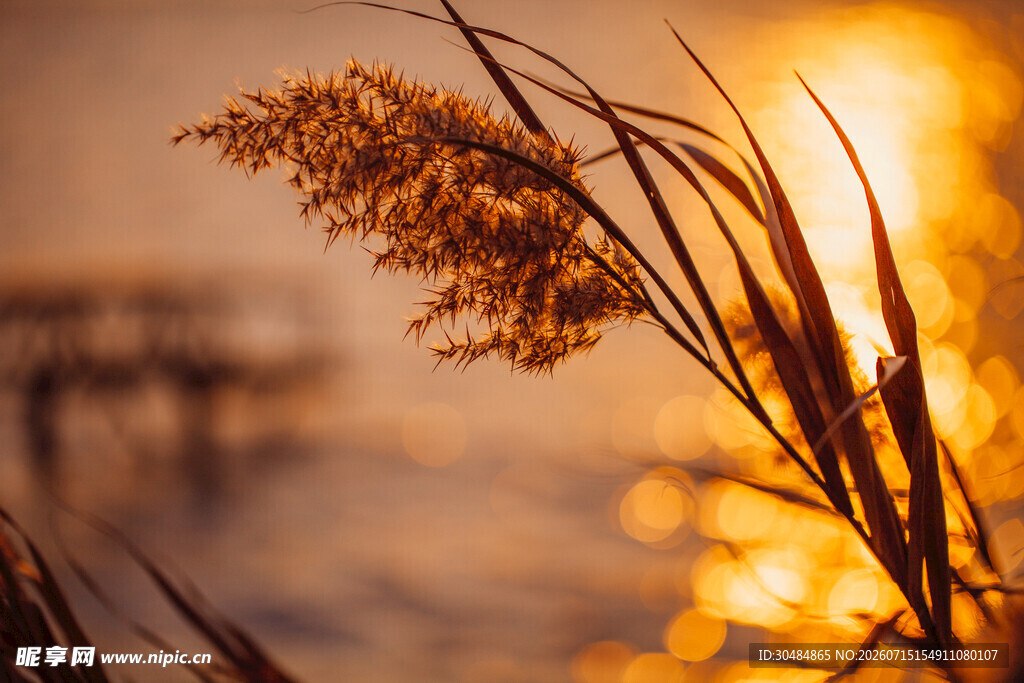 夕阳下的芦苇