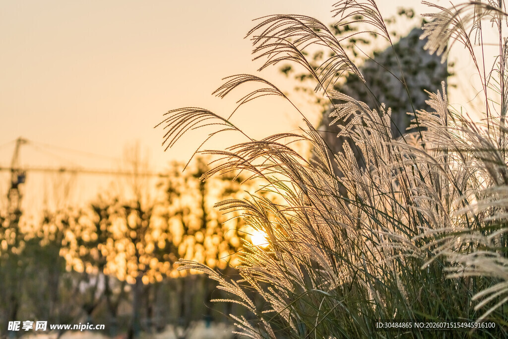 夕阳下的芦苇美景