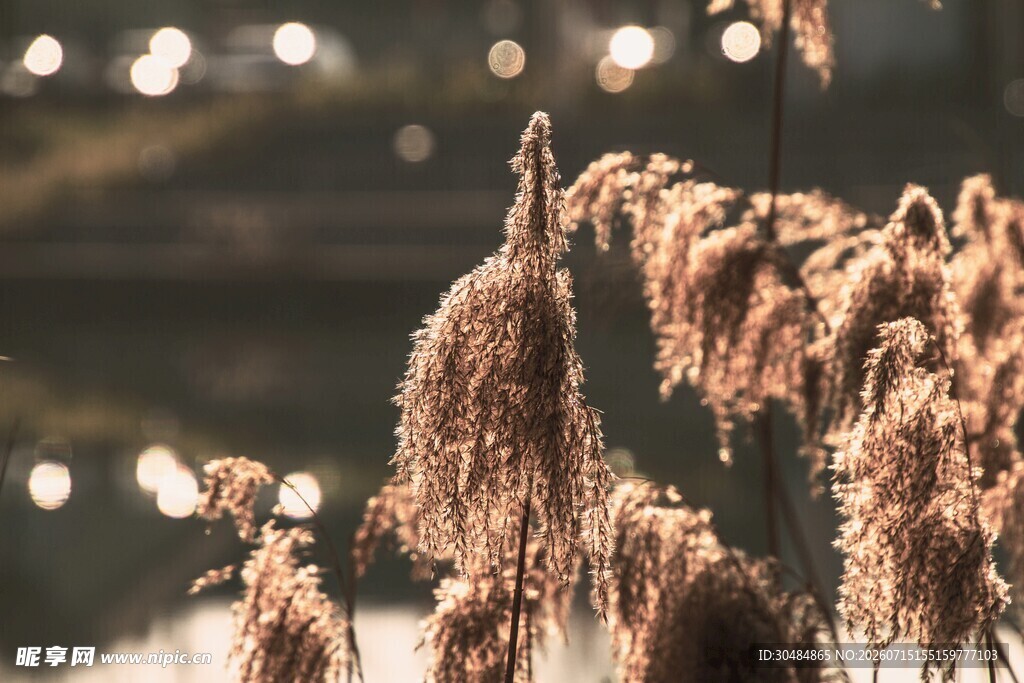 夕阳下的芦苇美景