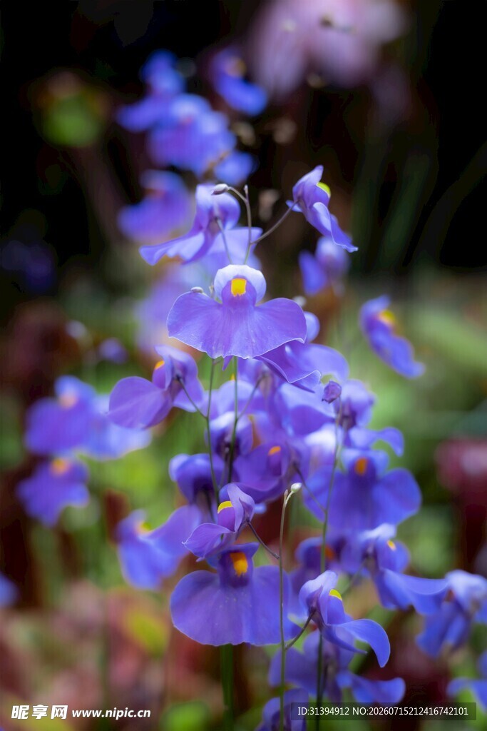 紫色小花绽放