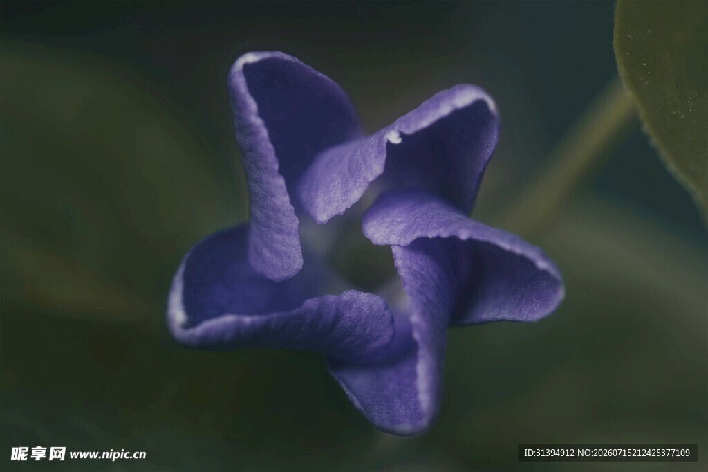紫色星形小花特写