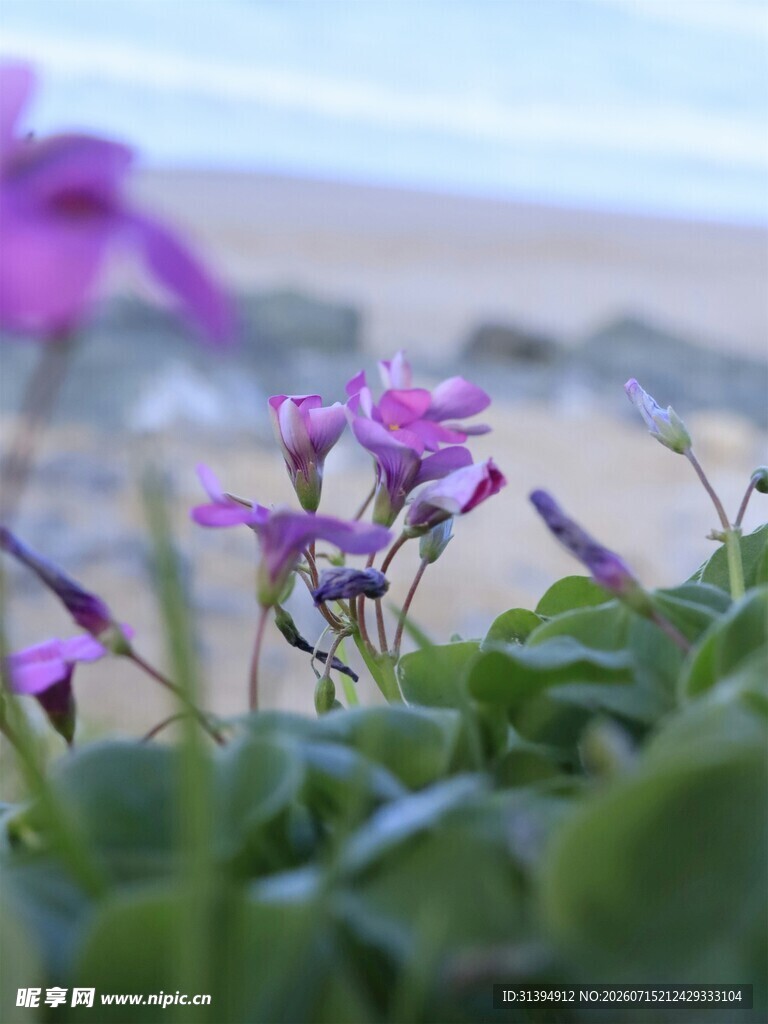 紫色小花绽放于绿叶间