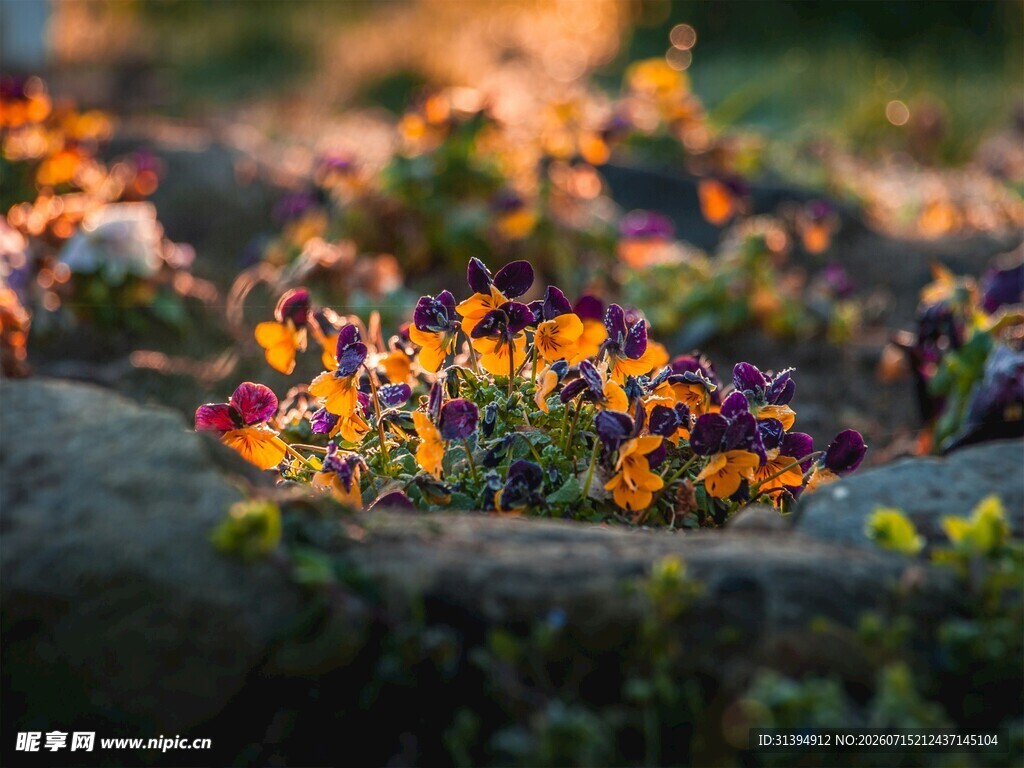 阳光下的多彩三色堇花丛