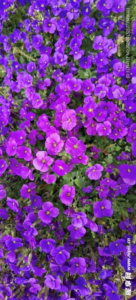 紫色繁花锦簇