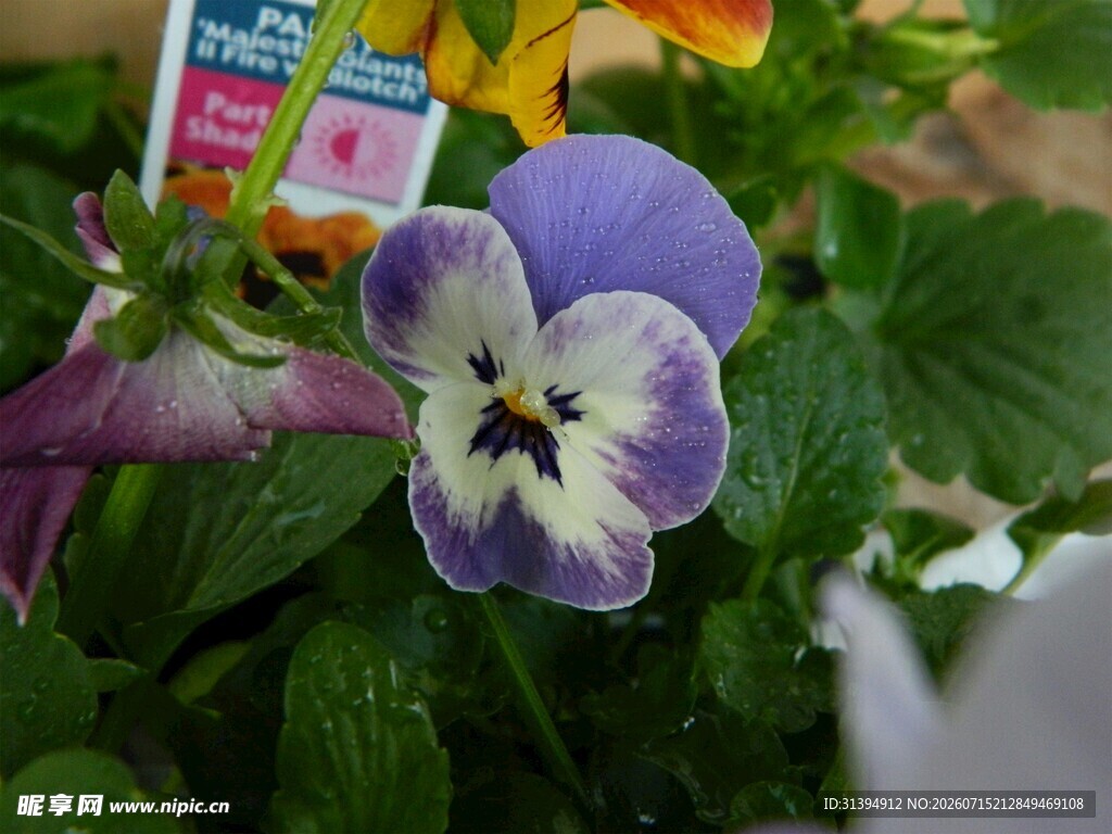 紫色三色堇花卉特写