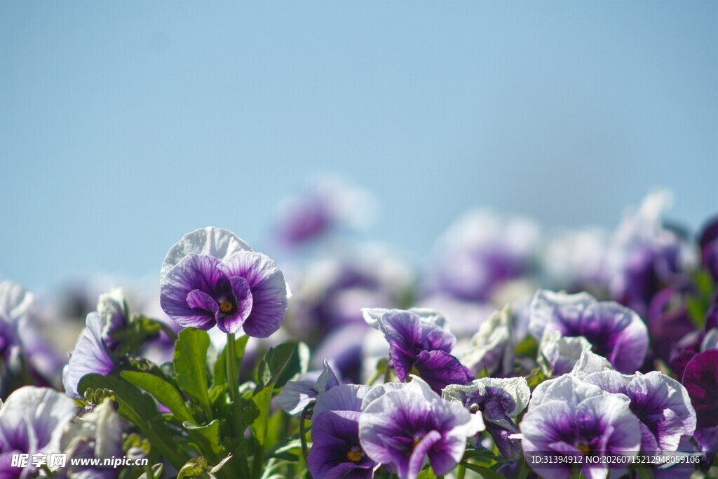 紫色三色堇花海特写