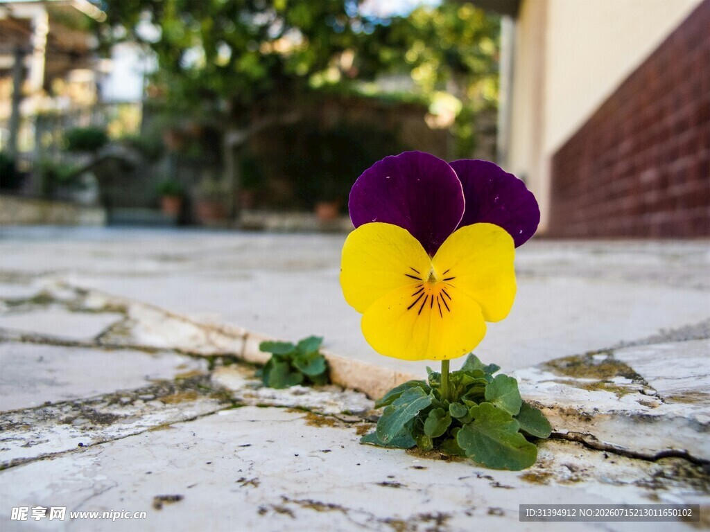路边绽放的三色堇花朵