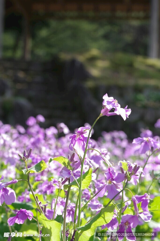 紫色花海中的娇艳小花
