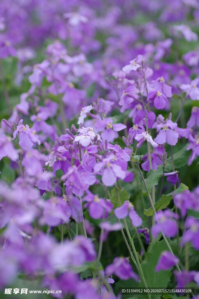紫色小花绽放的美丽景致