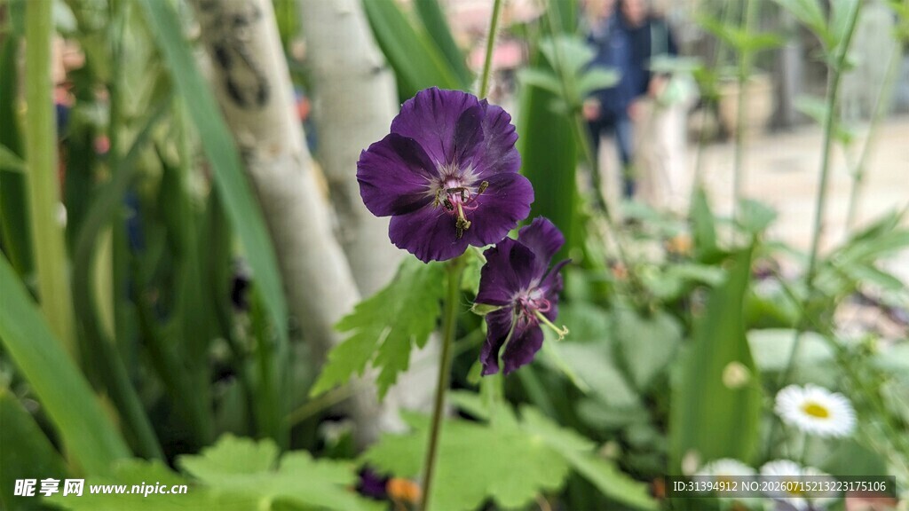 紫色小花绽放于绿植间