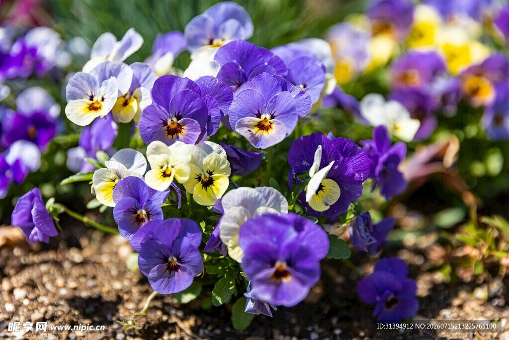 三色堇花卉特写