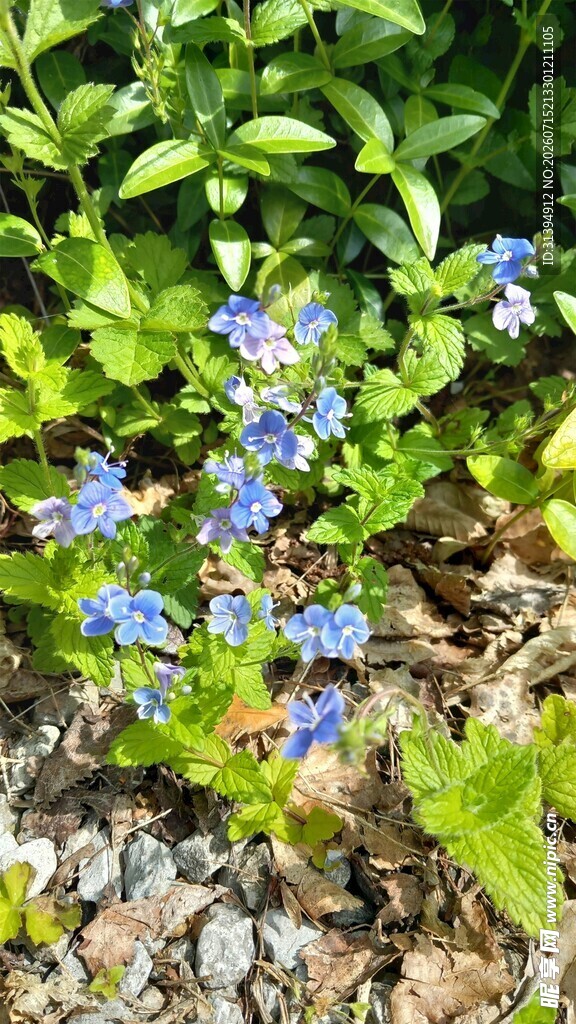蓝花绽放于绿植间