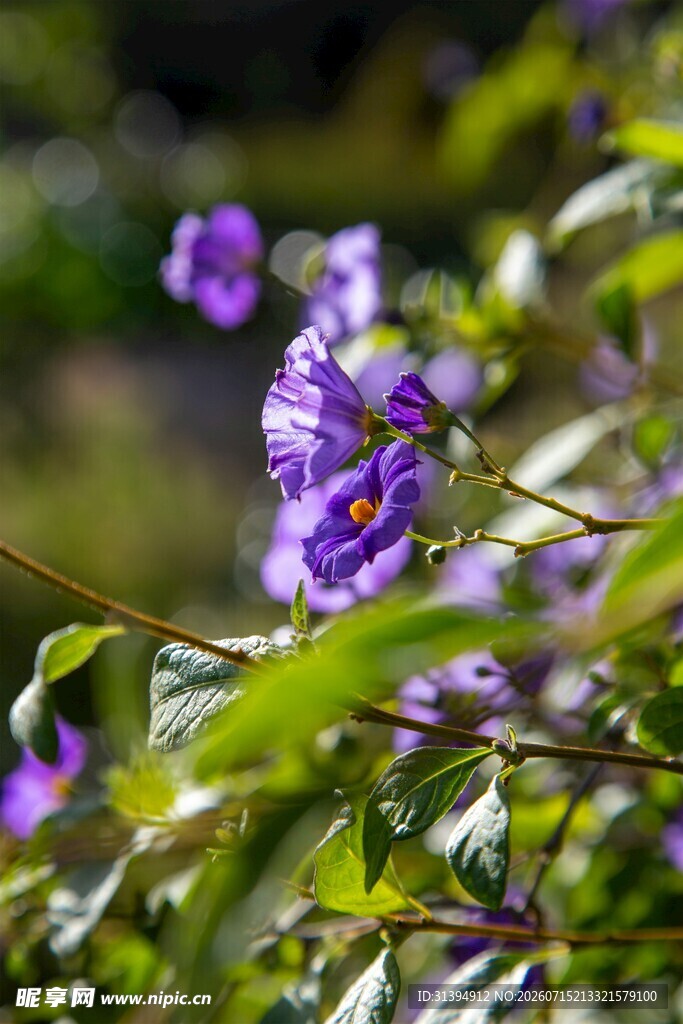 紫色花卉特写