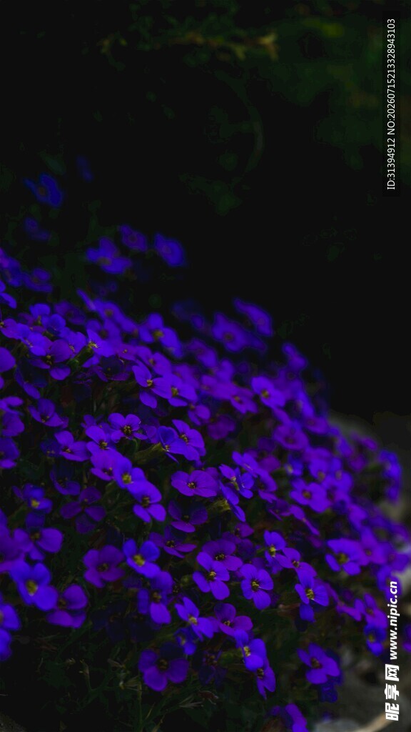 紫色烂漫小花绽放