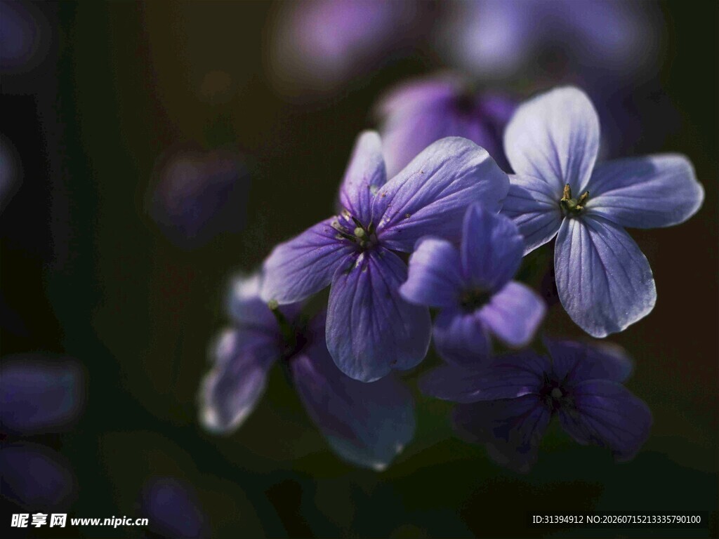 紫色美丽小花绽放