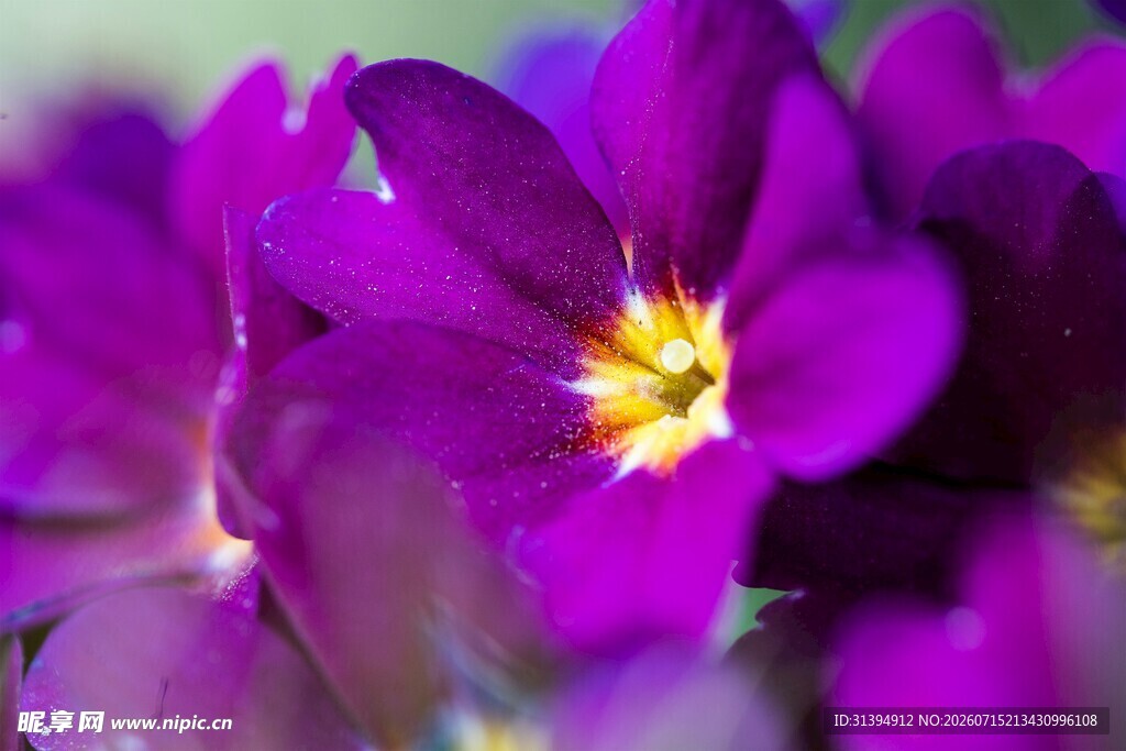 紫色小花特写
