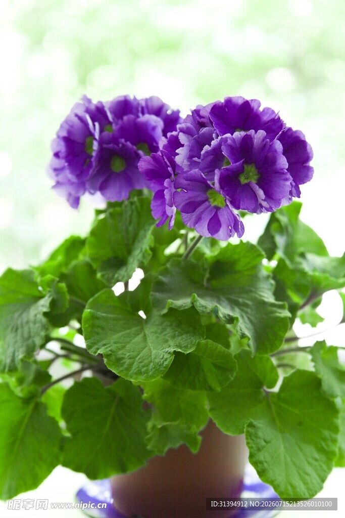 紫色仙客来盆栽