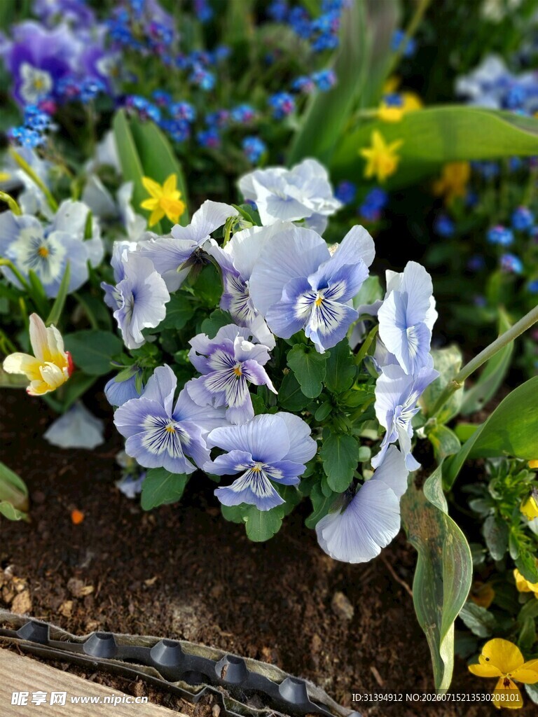 蓝紫色三色堇绽放花盆中