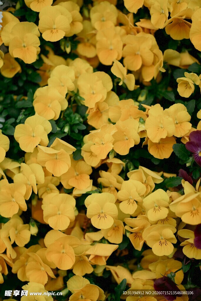 金黄花朵绽放生机