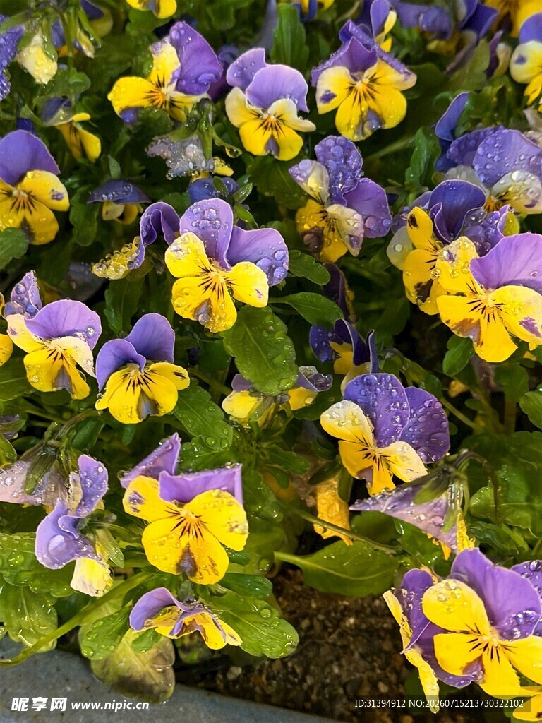 三色堇花卉特写