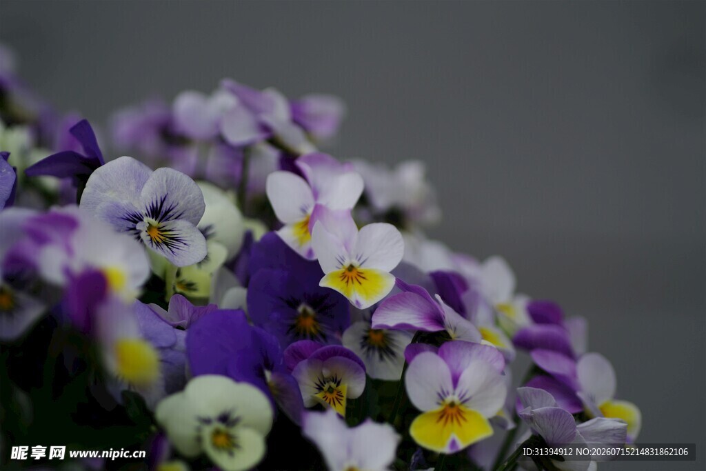 紫白三色堇花卉特写