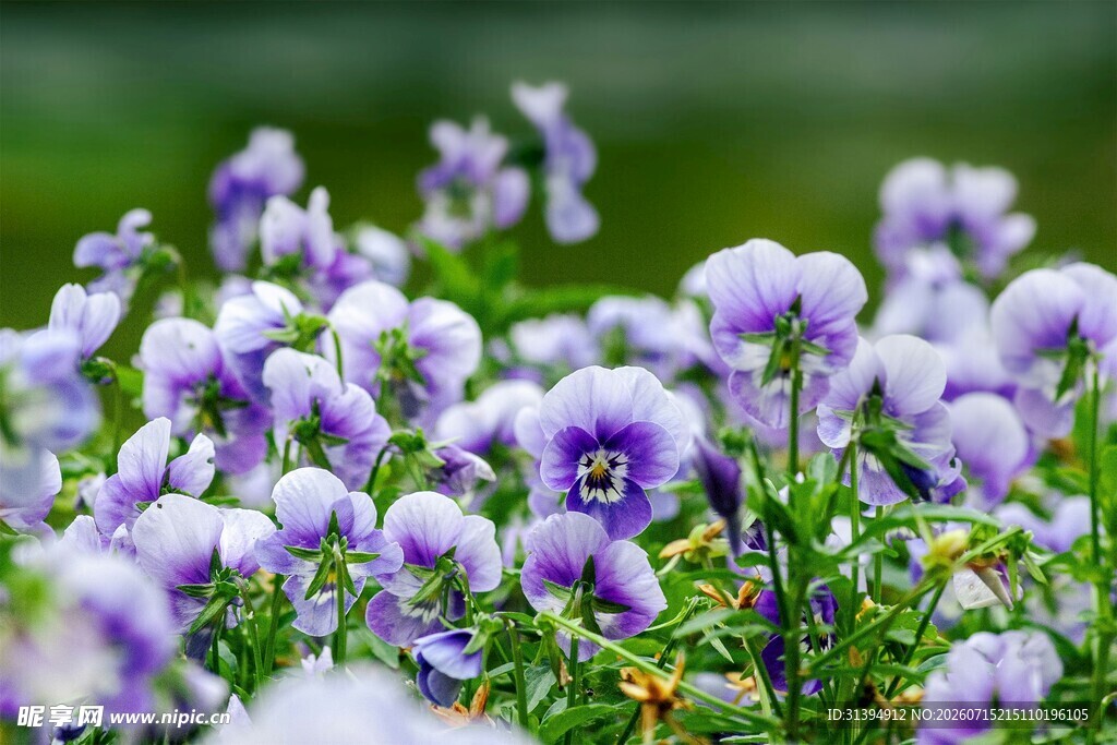 紫色三色堇花丛特写