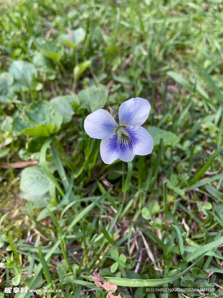 草地上的紫色小花