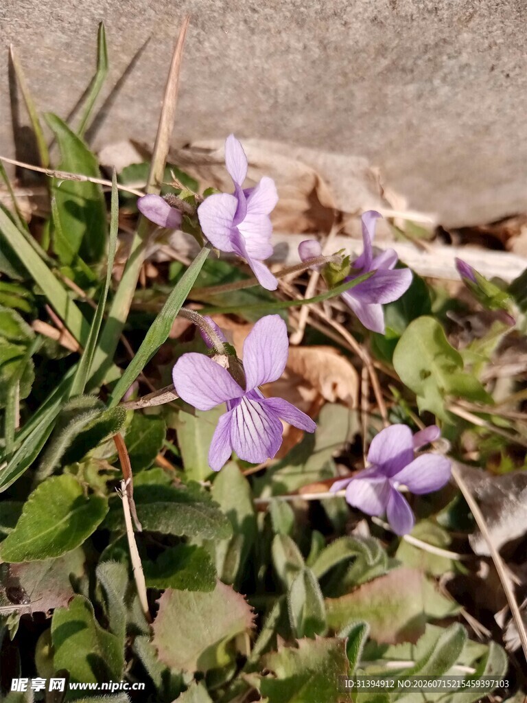 草丛中的紫色小花