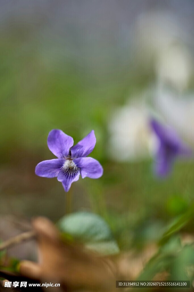 紫色小花特写