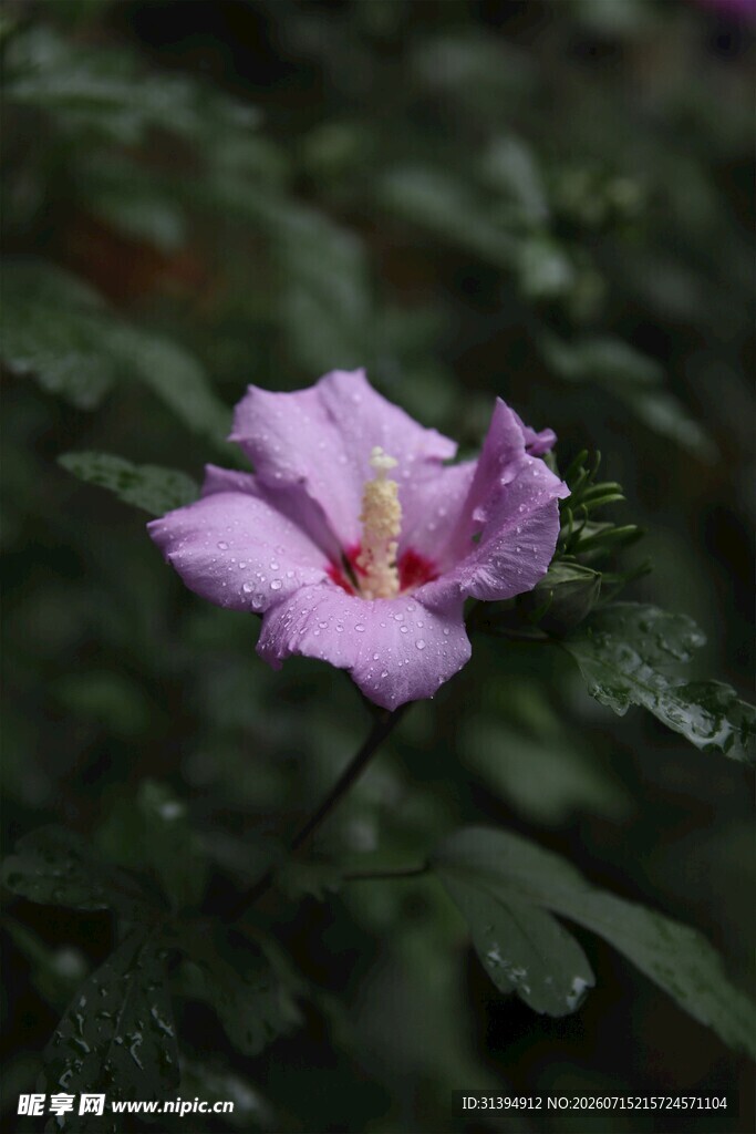 娇艳紫色木槿花